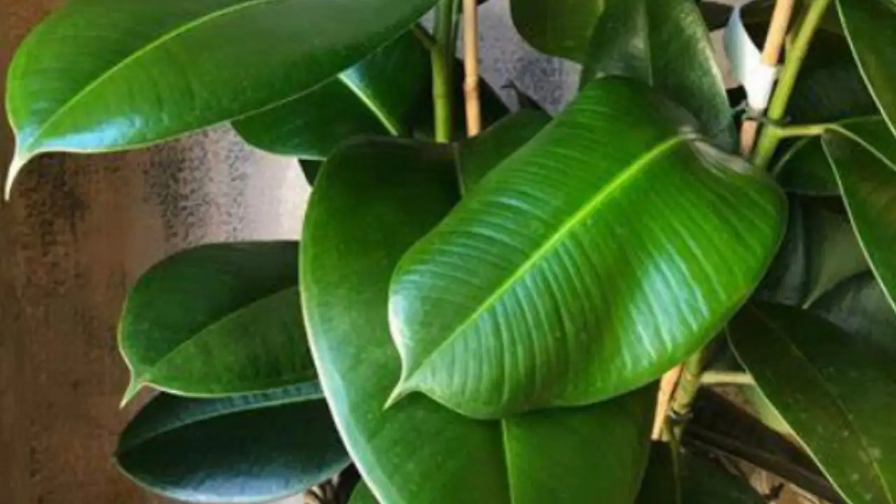 Pianta da interni che tutti vogliono: ecco il tesoro verde a meno di 15 euro