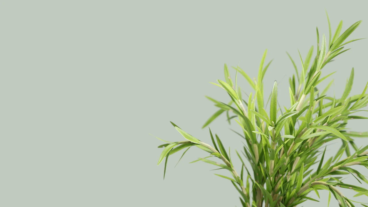 Pianta da interni che tutti vogliono: ecco il tesoro verde a meno di 15 euro Immagine selezionata